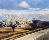 Cherry blossoms at Serres 1988